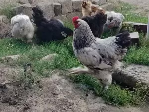 براهما