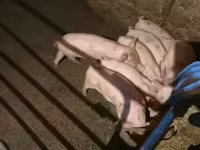 Säue, Schweine — Foto 1