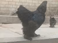 Brahma — photo 2
