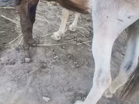 Caballos (lote, sexo no especificado), Caballos — foto 1