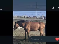 Mare, Mugalzhar horse — photo 5
