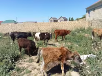 İnək, Mal-qara — foto 2