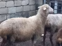 نعجة, Merino sheep — الصورة 1