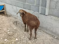 Qoyun, Qoyunlar — foto 6