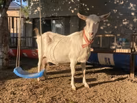 Koza, Saanen goat — zdjęcie 2