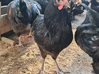 Australorp — photo 8