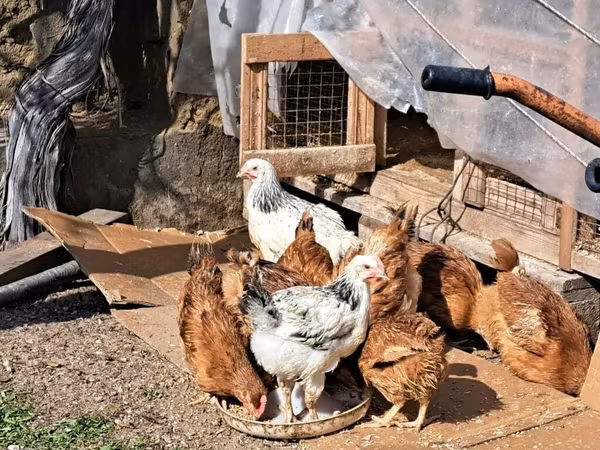 Chickens — Azerbaijan