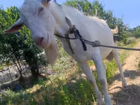 बकरी, Saanen goat — फ़ोटो 3