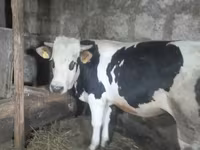 Bulle, Russian Black pied cattle — Foto 1