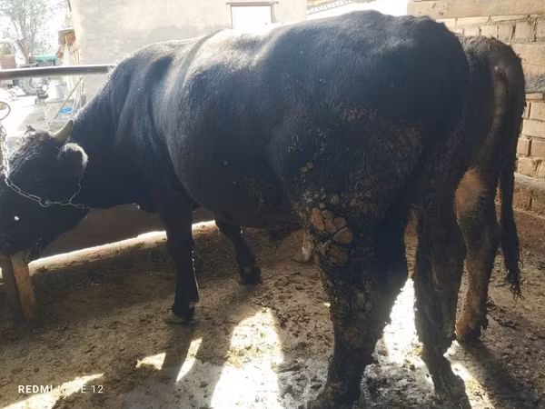 Bulle, Swiss cattle