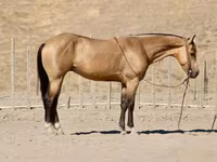 At, Quarter Horse — foto 7
