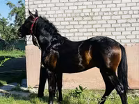 At, Swedish warmblood horse — foto 2