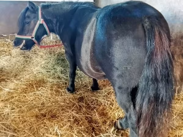 Stute, American shetland pony