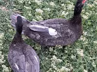 Ducks — foto 3