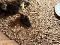 Domestic Muscovy — photo 2