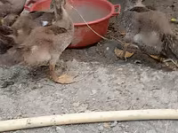 Ducks — photo 2
