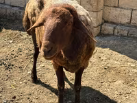 Ram, Sheep — photo 4