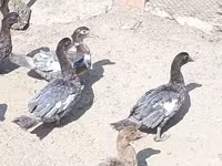 Ducks — फ़ोटो 4