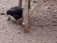 Australian Pit Game fowl — photo 7
