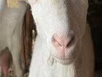 Schaf, Alpines Steinschaf sheep — Foto 3
