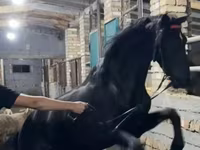 At, Russian warmblood — foto 2