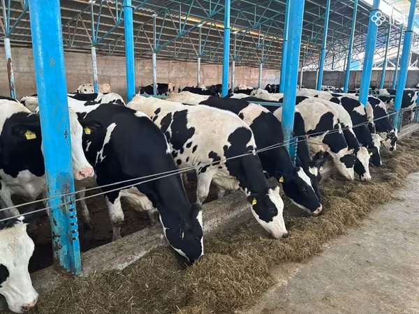 Cow, Russian Black pied cattle