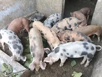 Boar, Pigs — photo 2