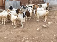 Goat, Damask goat — photo 3