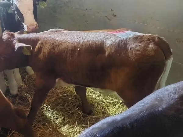 Bull, Simmental cattle