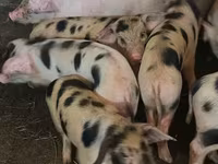 Schweine (Partie, Geschlecht nicht angegeben), Schweine — Foto 4