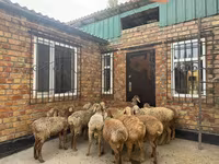 Beran, Rhon sheep — foto 3