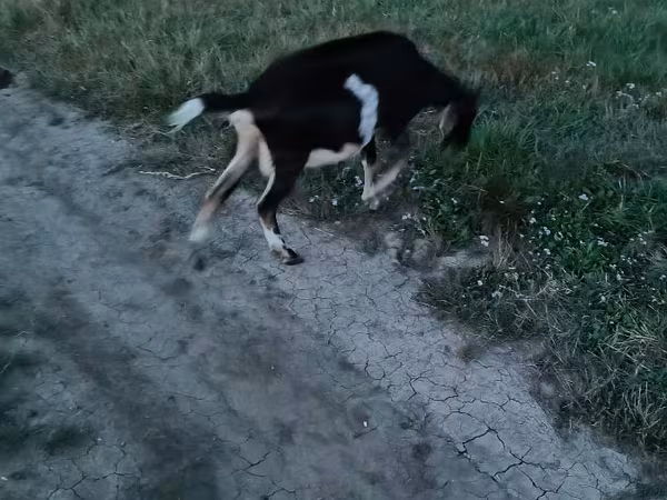 Ziege, Ziegen