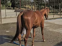Égua, Thoroughbred horse — foto 4