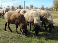 Ovce, Tsigai sheep — foto 1