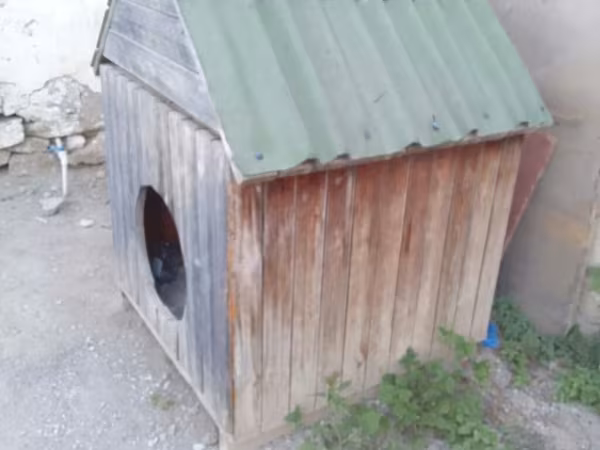 Taxta it evi 1METR UZUNLUĞU 1METR ENİ 1.50+ Uzunluğu Real alıcıya