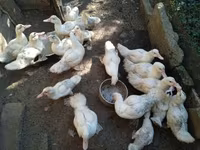 Ducks — zdjęcie 6