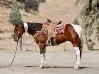 At, American paint horse — foto 7