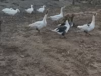 Geese — photo 7