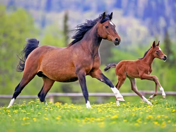 حصان, Horse breed