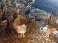 Chickens — foto 2