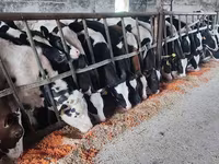 सांड, Russian Black pied cattle — फ़ोटो 2