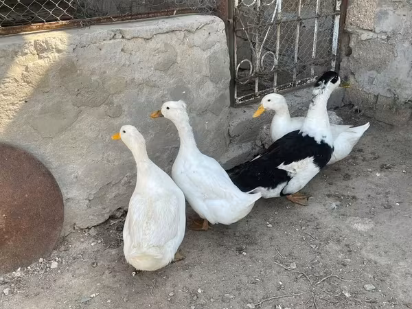 German Pekin — Azerbaijan