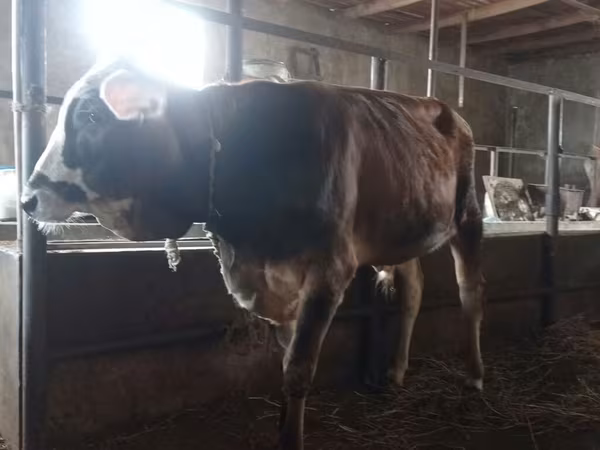Toro, Ganado vacuno