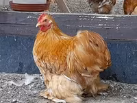 Pekin Bantam — foto 1