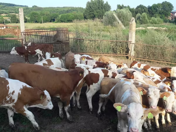 Buğa, Simmental cattle