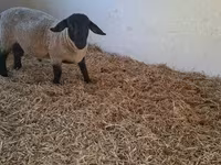 Baran, White Suffolk sheep — zdjęcie 4