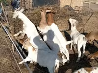 Koza, Boer goat — foto 2