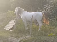 At, Azerbaijan horse — foto 4
