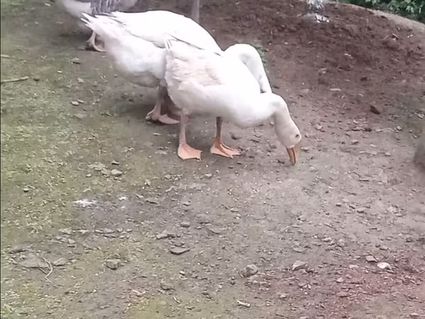 Geese — Azərbaycan