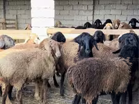 Ram, Sheep — photo 3